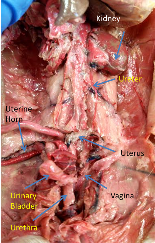 Urogenital System - Rat Dissection